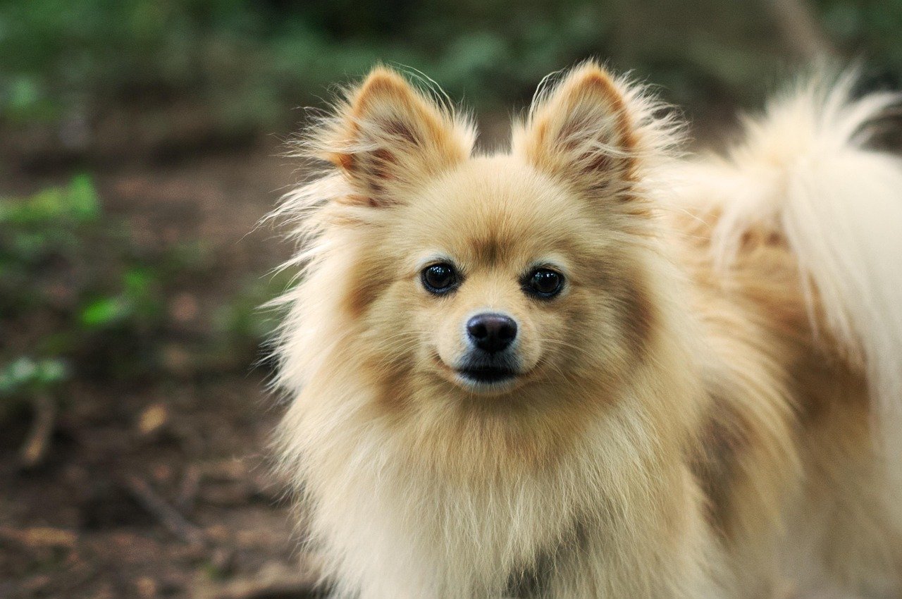 Choosing the Right Breed for Deep Loyalty (image credits: pixabay)