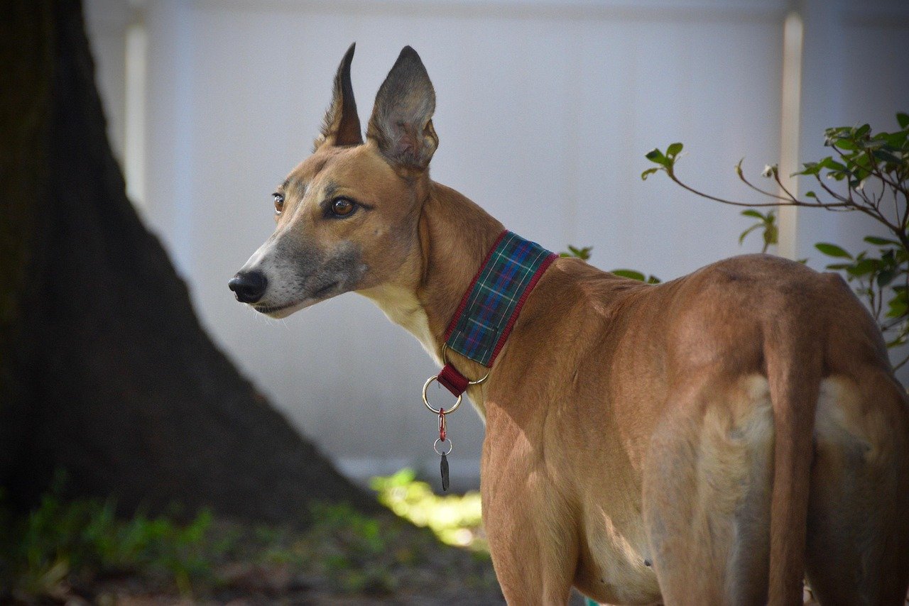 Greyhound: Built for Speed, Not for Snow (image credits: pixabay)