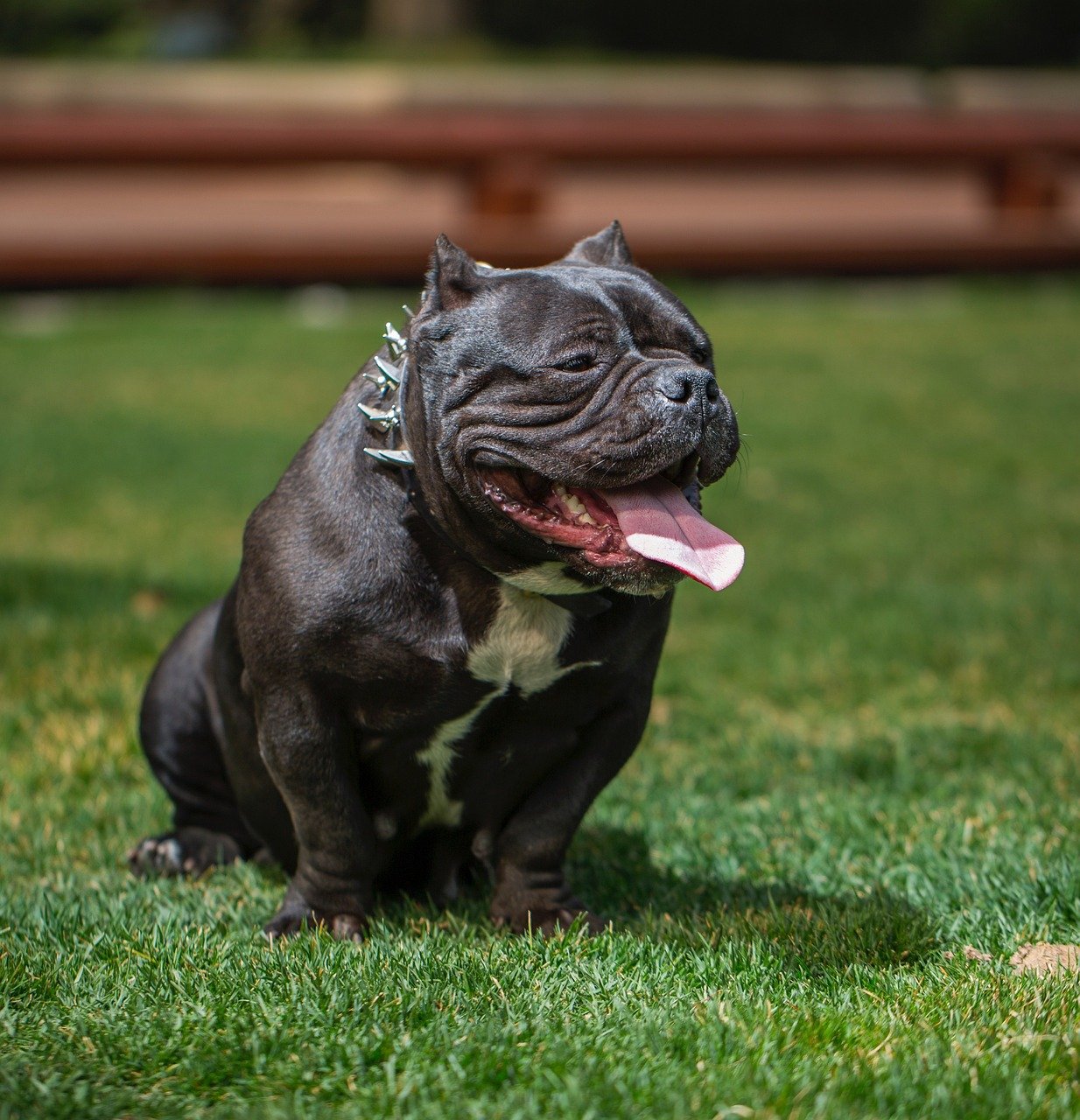 Pocket American Bully: Small Size, Giant Personality (image credits: pixabay)