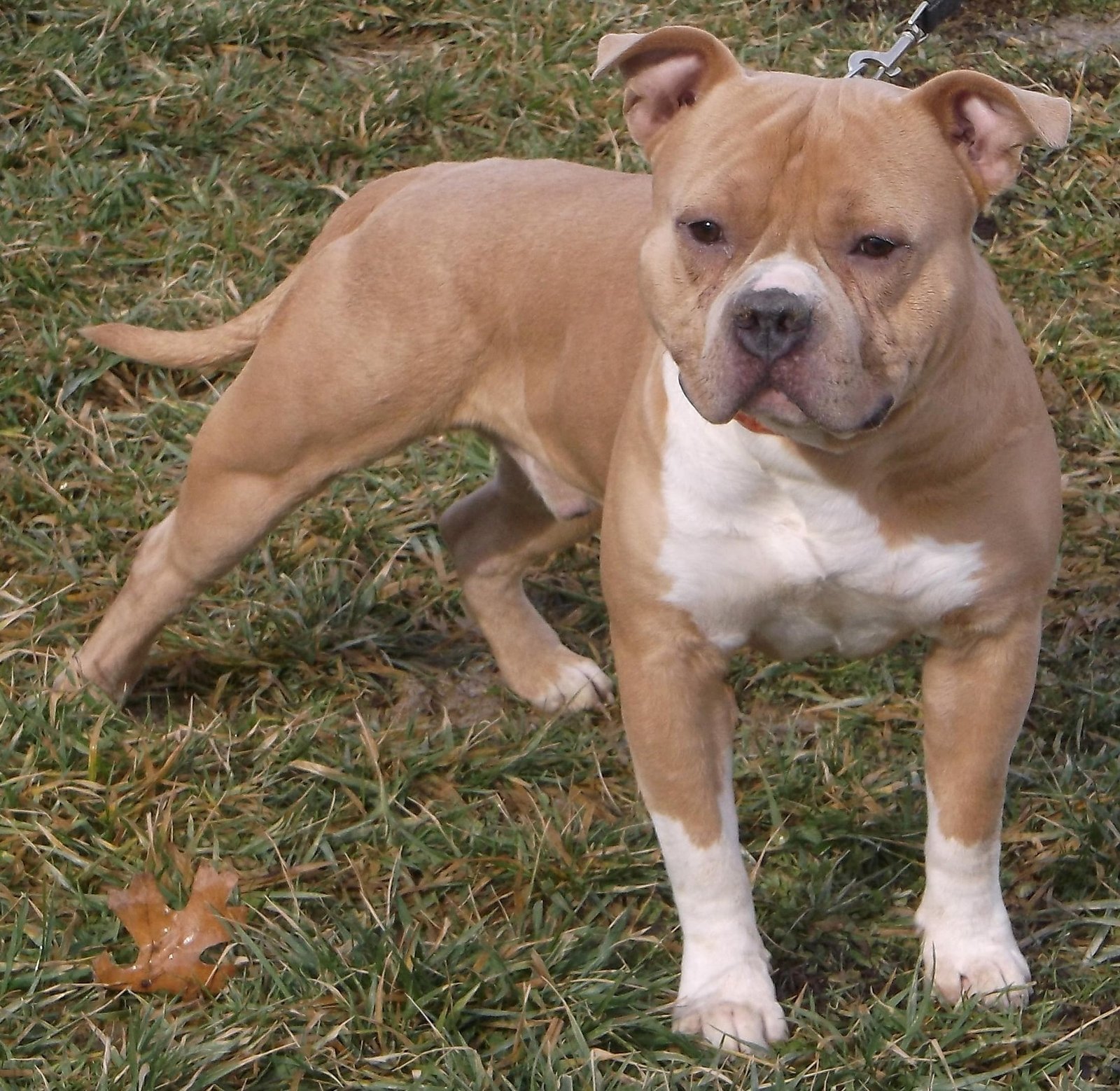 Classic American Bully: The Old-School Charmer (image credits: wikimedia)
