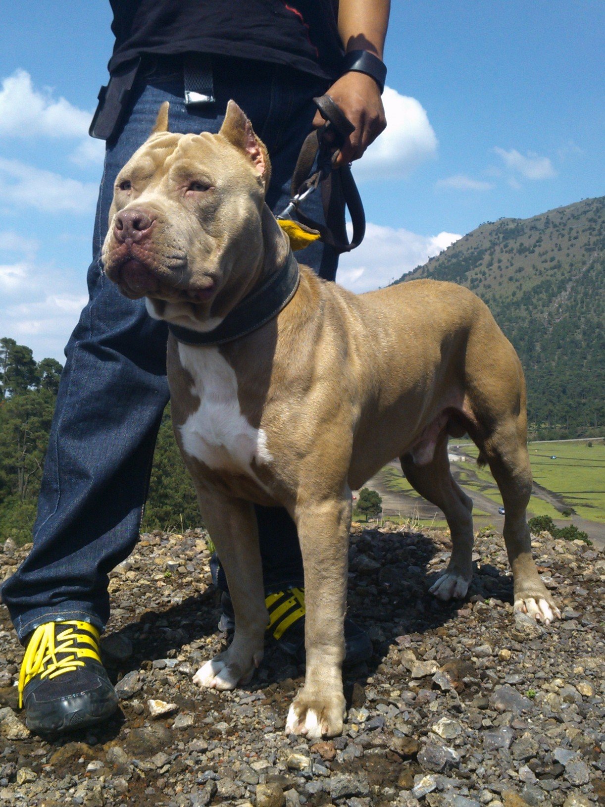 XL American Bully: Gentle Giants with Big Hearts (image credits: wikimedia)