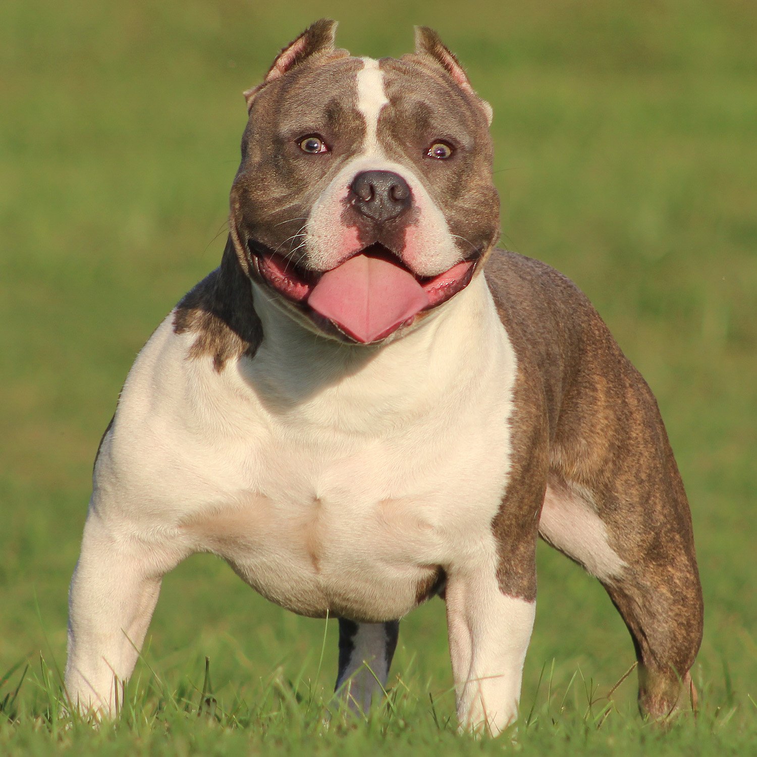 Extreme American Bully: Bold Looks, Big Attitude (image credits: wikimedia)