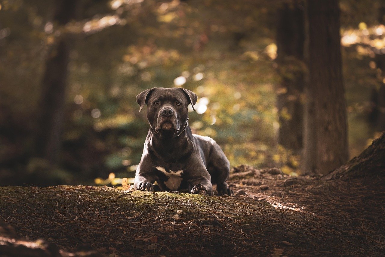 Family-Oriented Temperament: Loyalty Above All (image credits: pixabay)