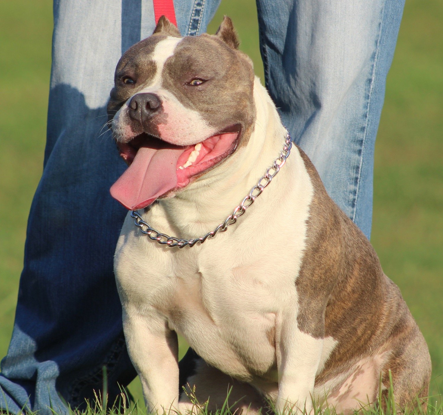 Protective Instincts: Guardians with a Soft Side (image credits: wikimedia)