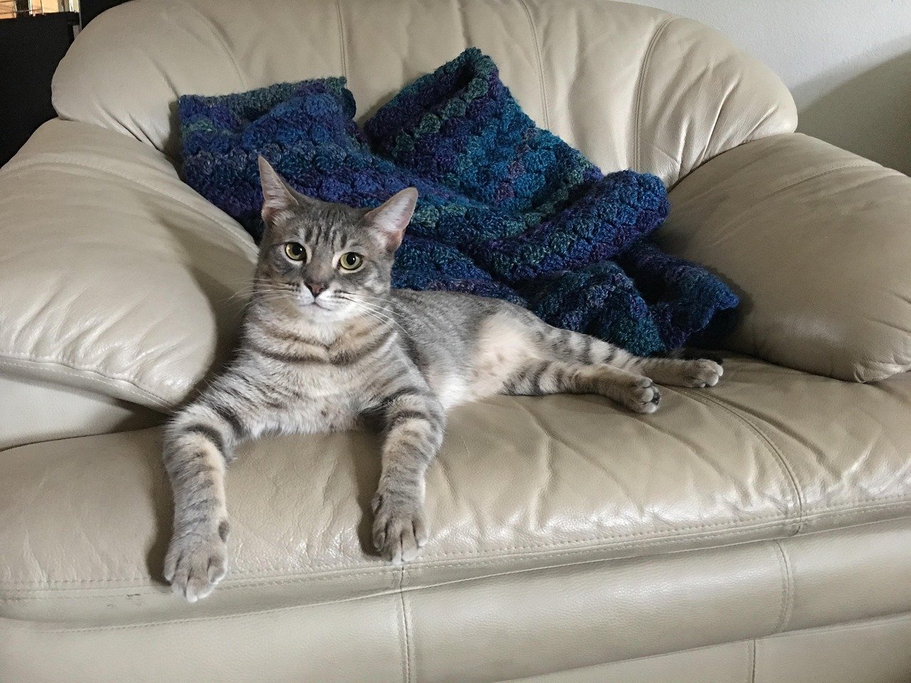 Your Cat Chooses the Best Seat in the House (image credits: pixabay)