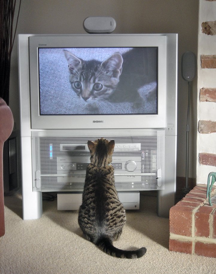 Set Up a Cat TV Playlist (image credits: wikimedia)