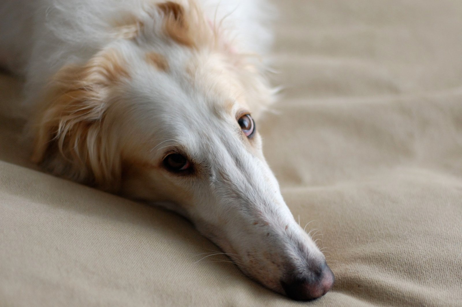 Borzoi: The Elegant Silent Watcher (image credits: wikimedia)