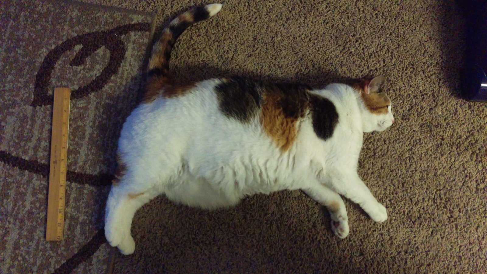 Unexplained Weight Gain or Loss (image credits: wikimedia)