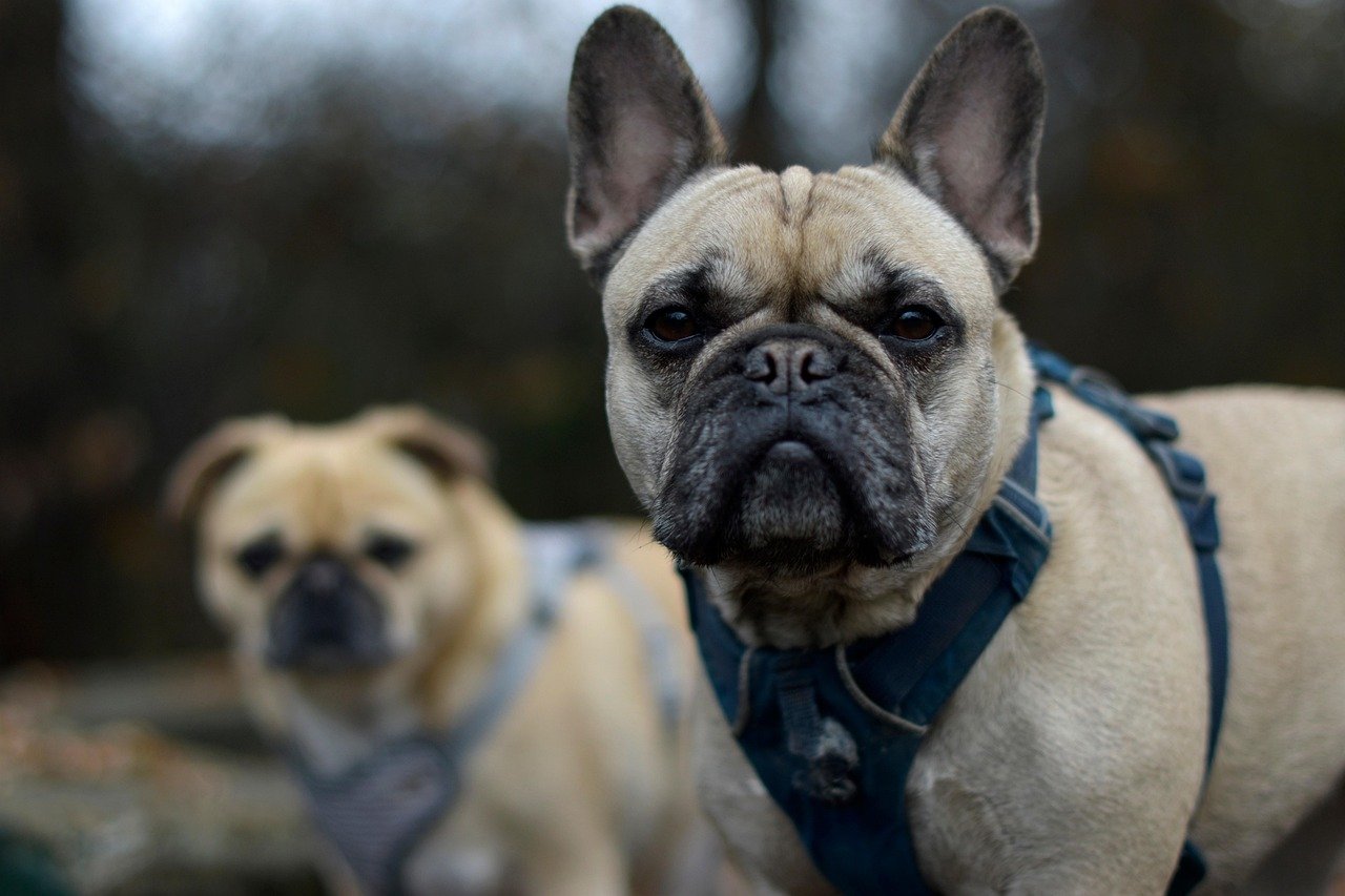 French Bulldog: The Comedian with a Big Heart (image credits: pixabay)