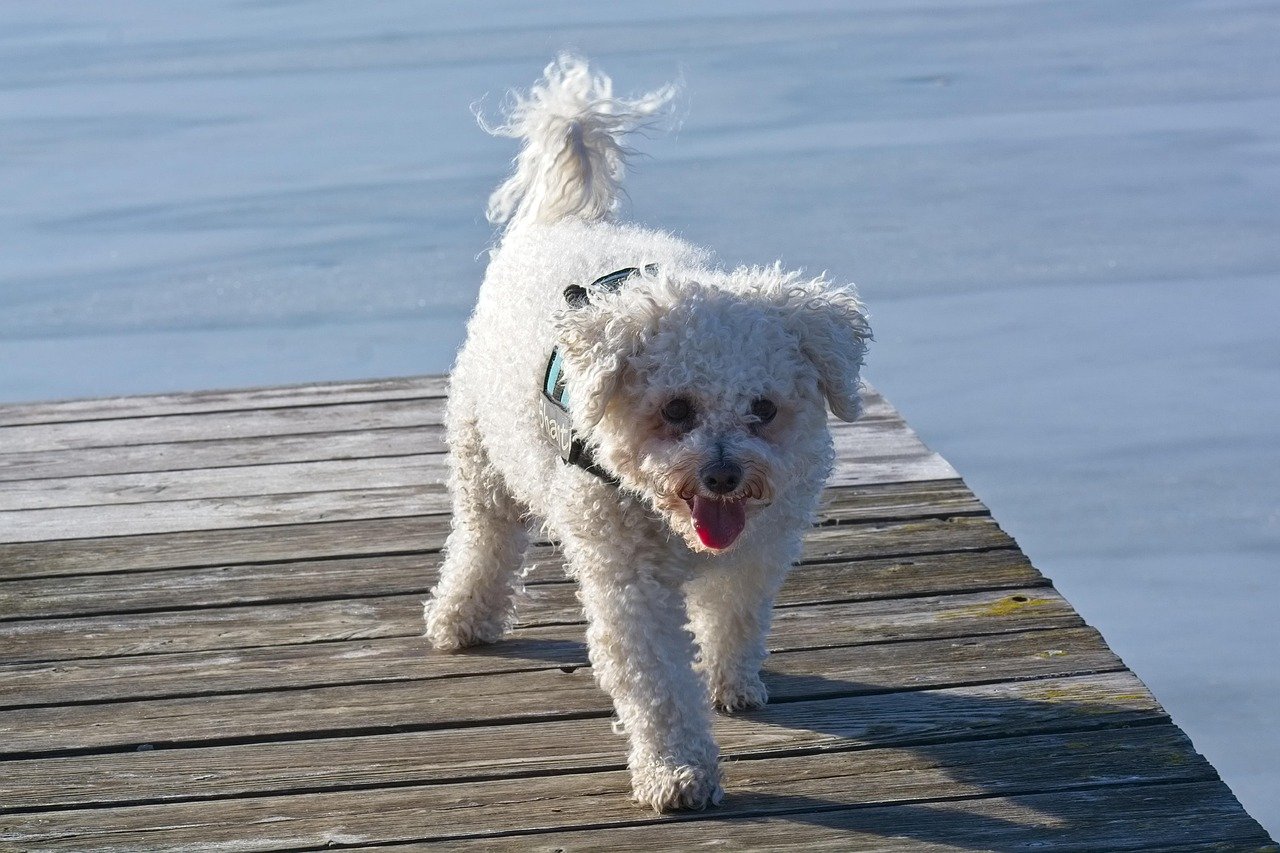Bichon Frise: The Fluffy Cloud (image credits: pixabay)