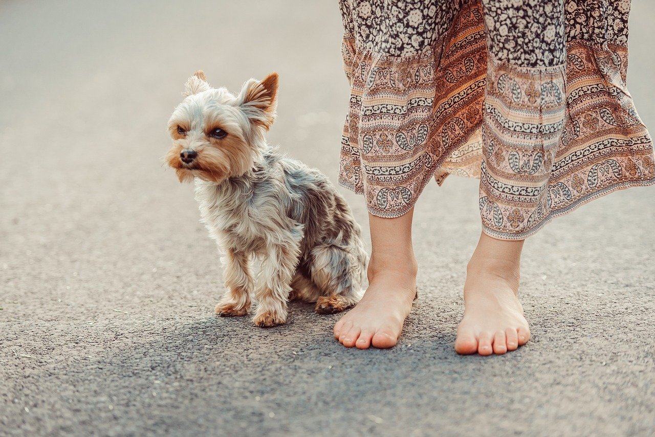 Yorkshire Terrier: The Tiny Dynamo (image credits: pixabay)