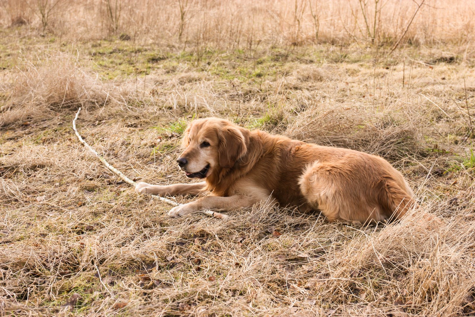 Golden Retriever: The Loyal Best Friend (image credits: wikimedia)