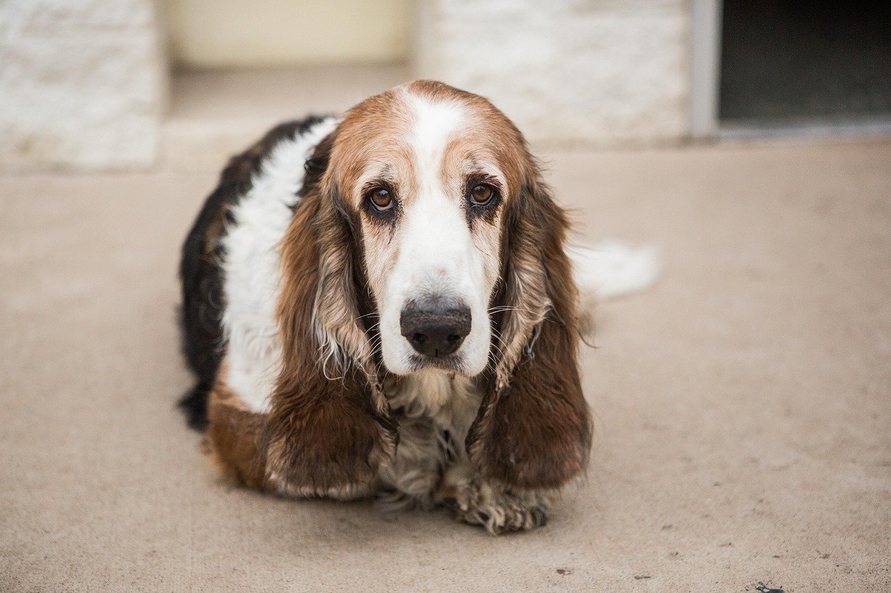 Basset Hound: The Laid-Back Listener (image credits: pixabay)
