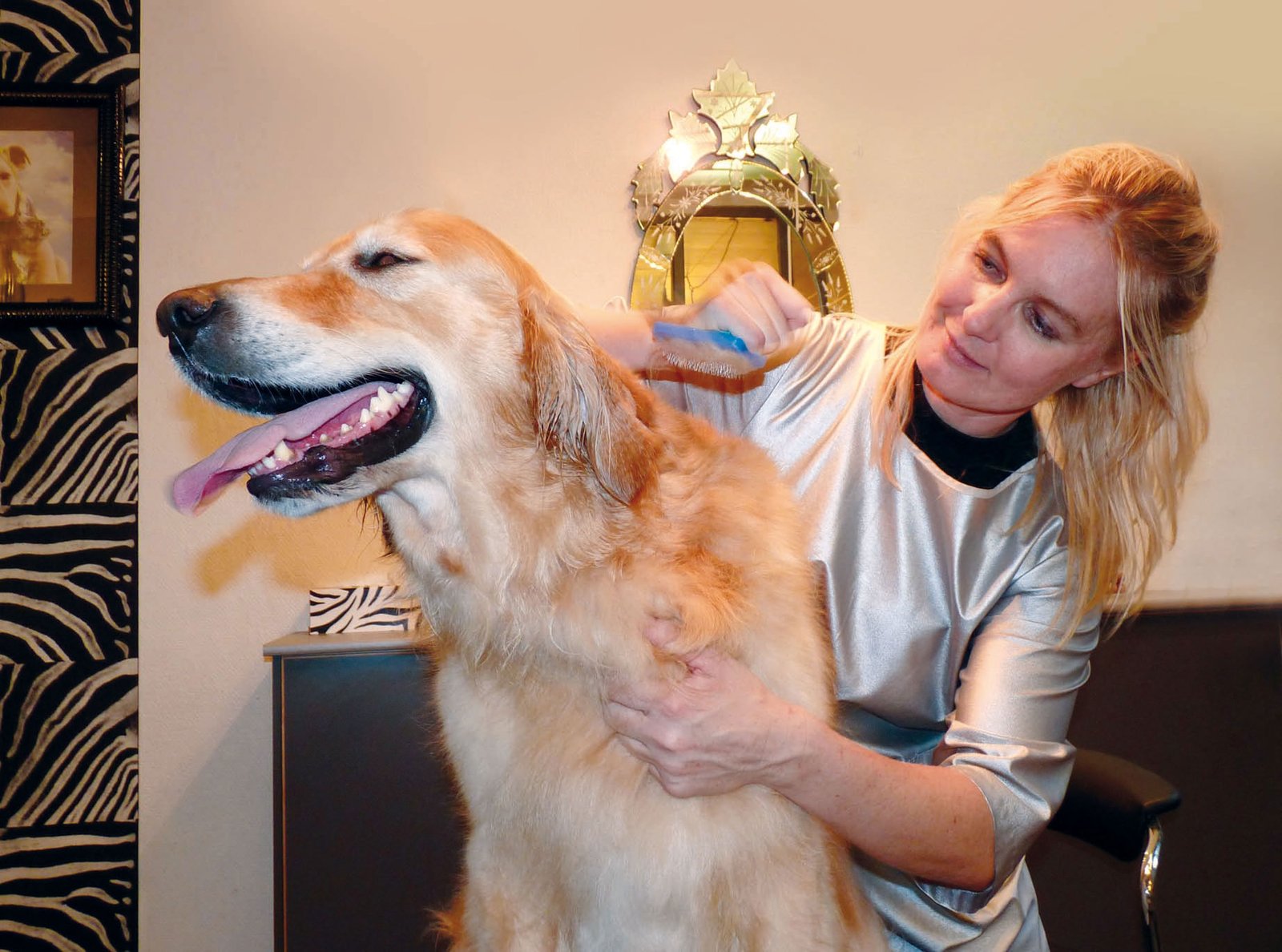 2. Shaving Double-Coated Breeds: Cool or Cruel? (image credits: wikimedia)
