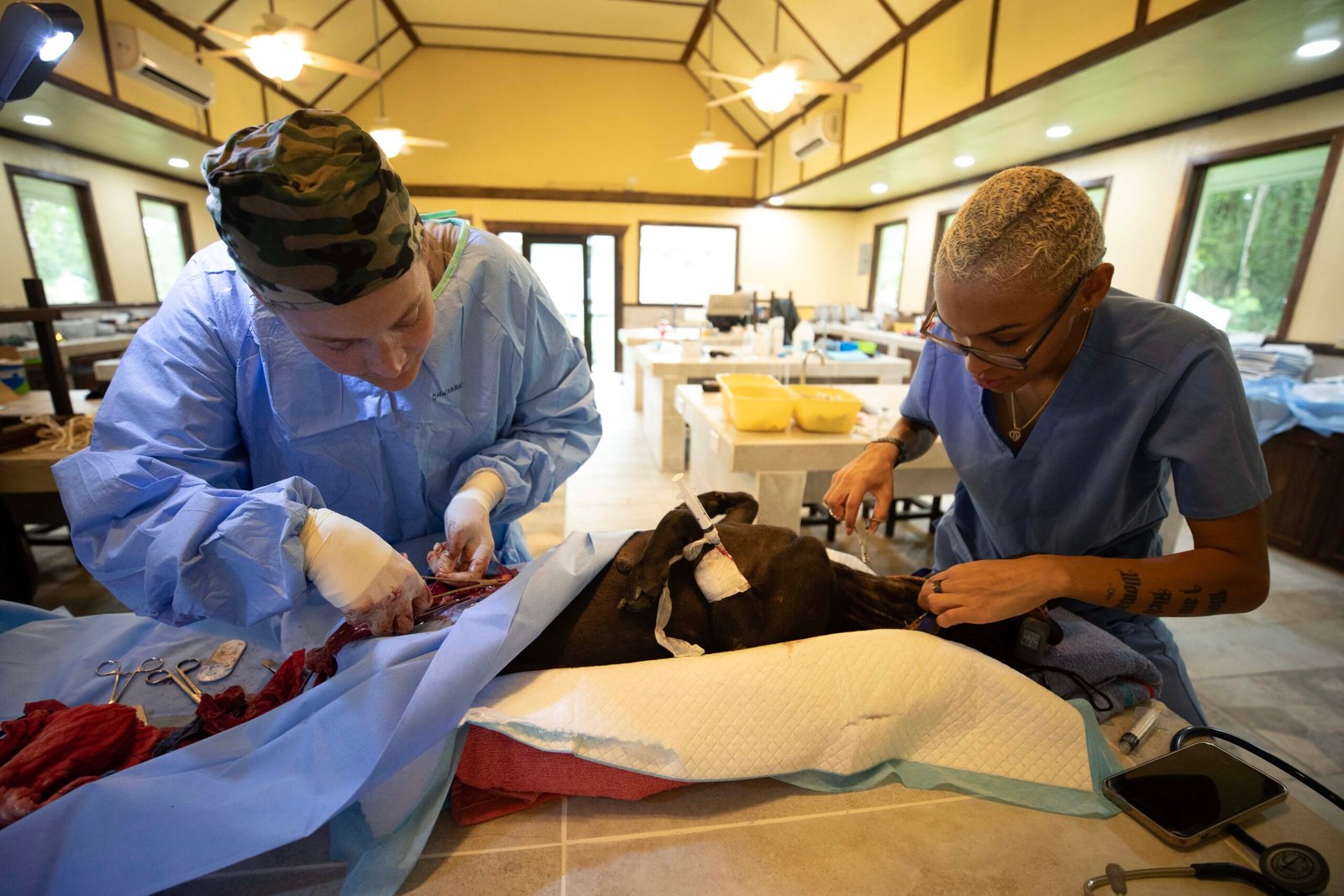 The Origins of Spaying and Neutering: Why Did It Start? (image credits: wikimedia)