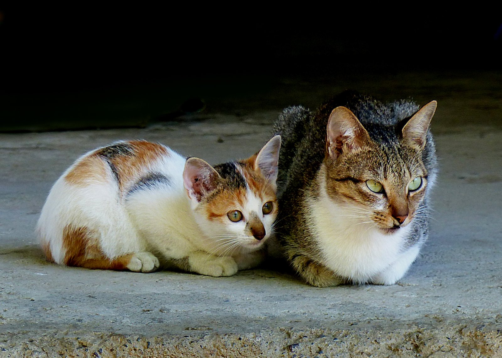 Population Control: Saving Lives or Overstated? (image credits: wikimedia)