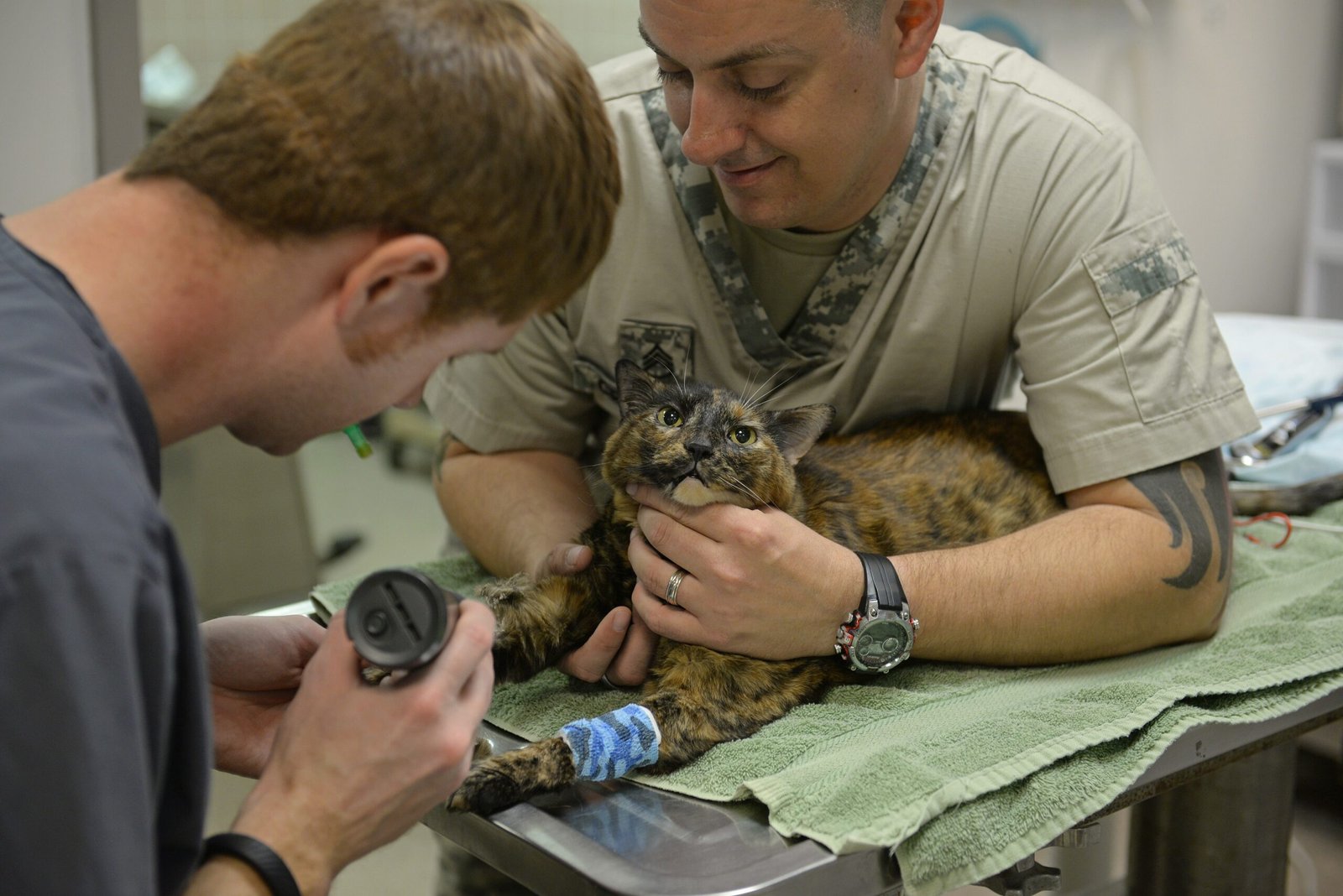 Alternatives to Traditional Spay/Neuter: Are There Other Options? (image credits: wikimedia)