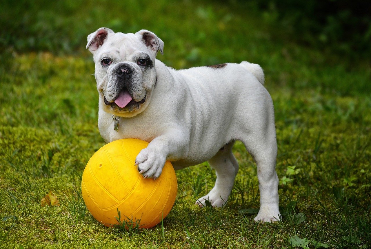 Bulldog (image credits: pixabay)