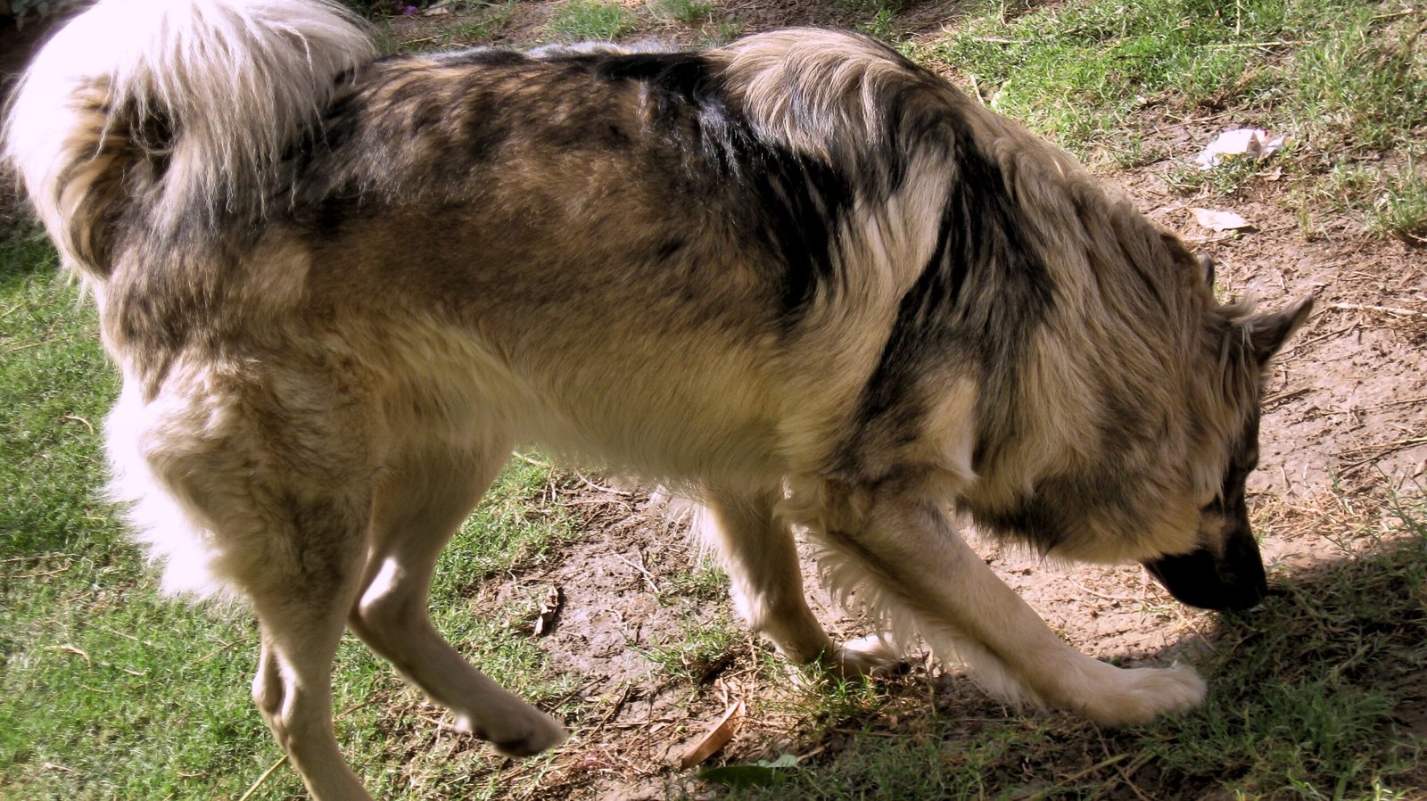 Curiosity and Engagement Remain (image credits: wikimedia)