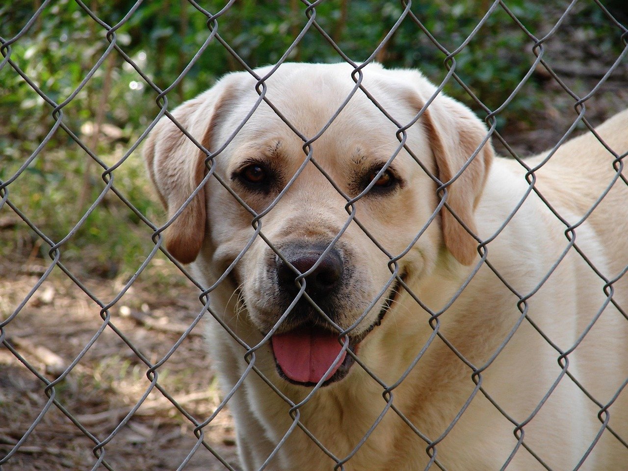 Labrador Retriever: The Heartwarming Best Friend (image credits: pixabay)