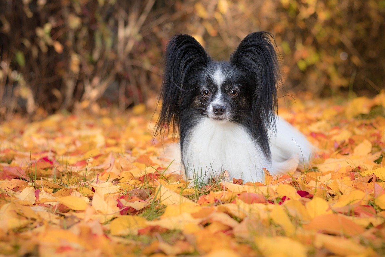 Papillon: The Tiny, Devoted Butterfly (image credits: pixabay)