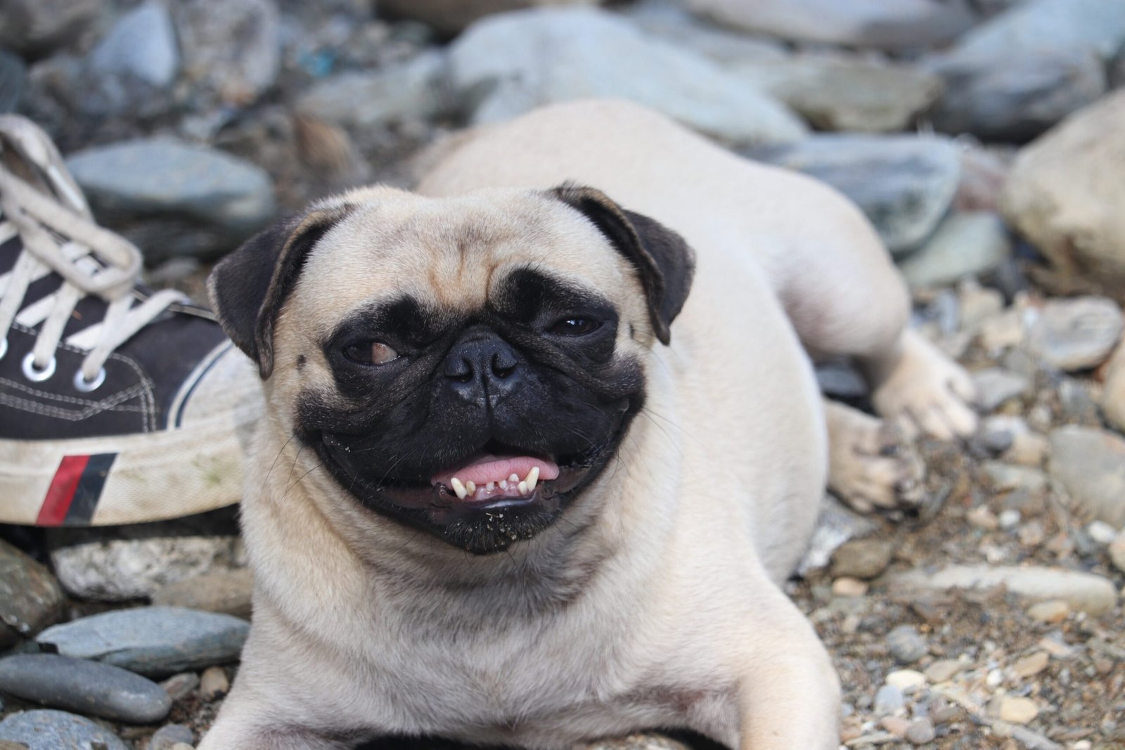 Pug: The Devoted Comedian (image credits: wikimedia)