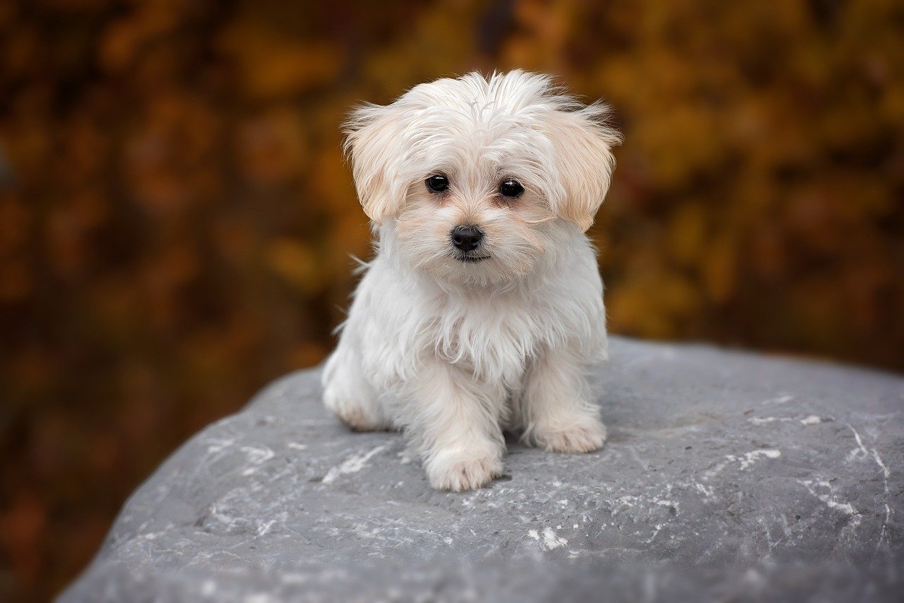 Maltese: The Loyal Lapdog (image credits: pixabay)
