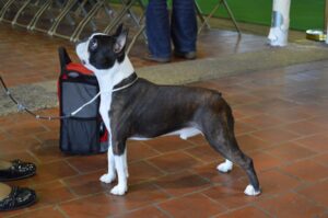 20 Dog Breeds (Big and Small) That Stay Loyal to Seniors Always