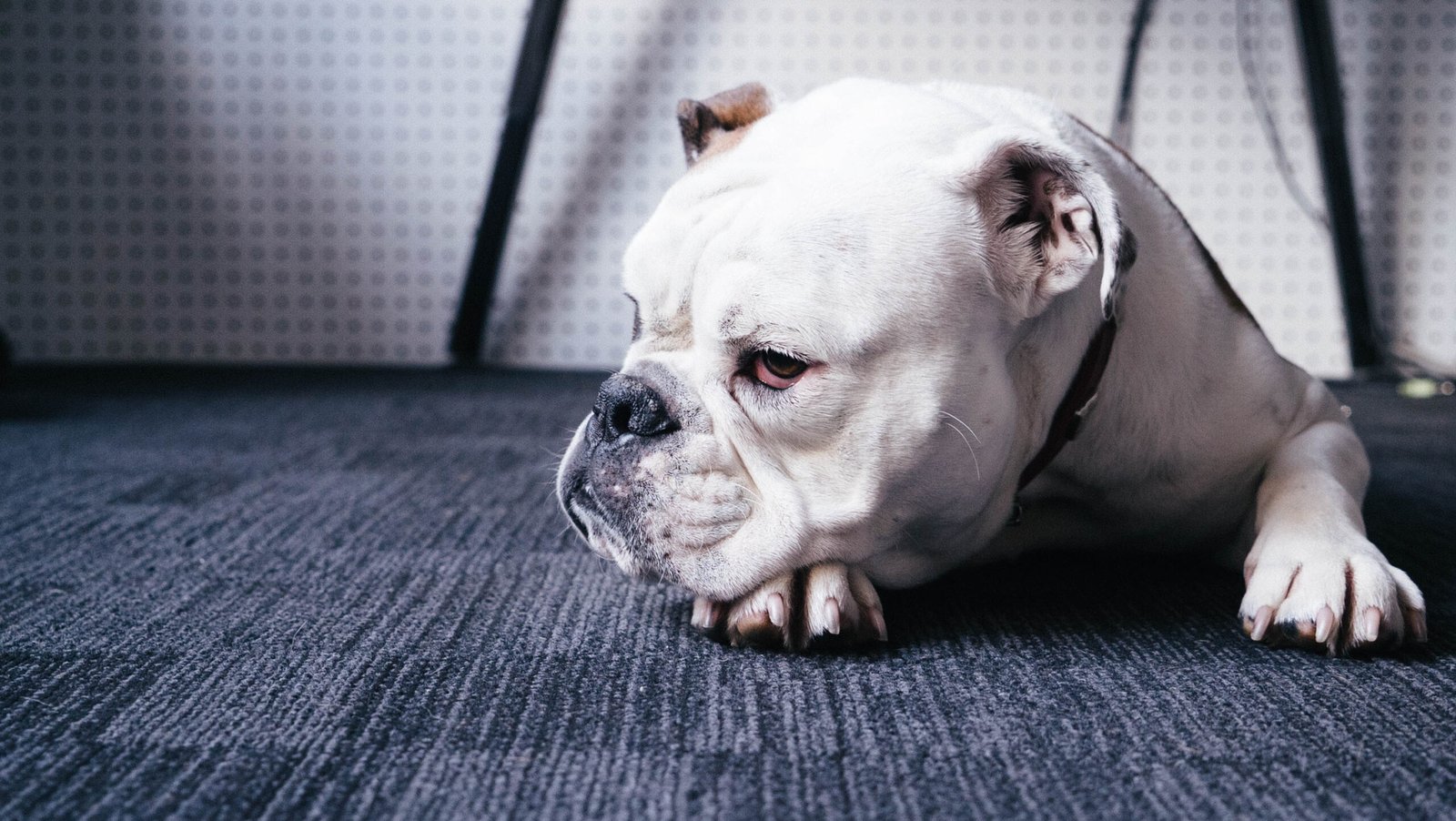 Bulldog: The Couch Potato’s Best Friend (image credits: wikimedia)