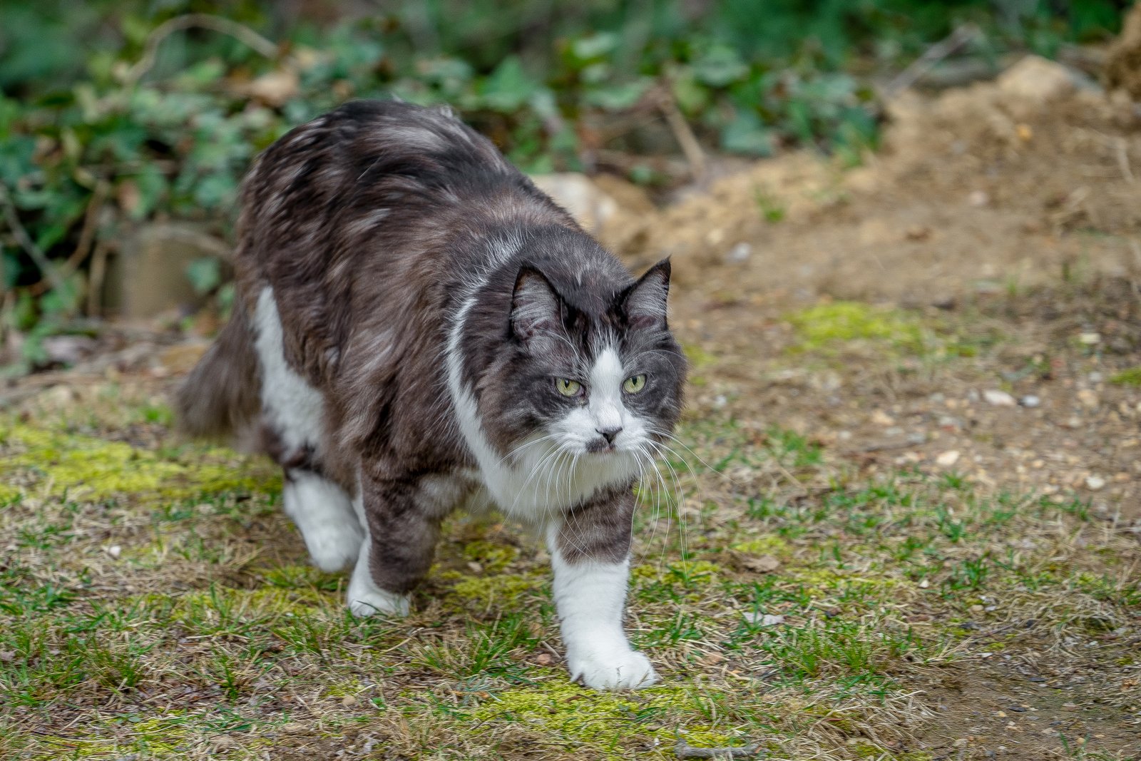 The Hunt Instinct: Stalking Prey Only She Can Sense (image credits: wikimedia)
