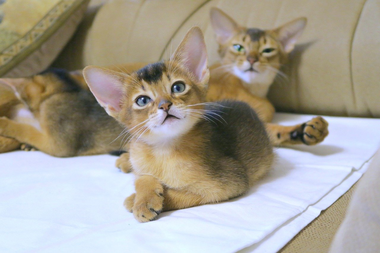 2. Abyssinian (image credits: pixabay)