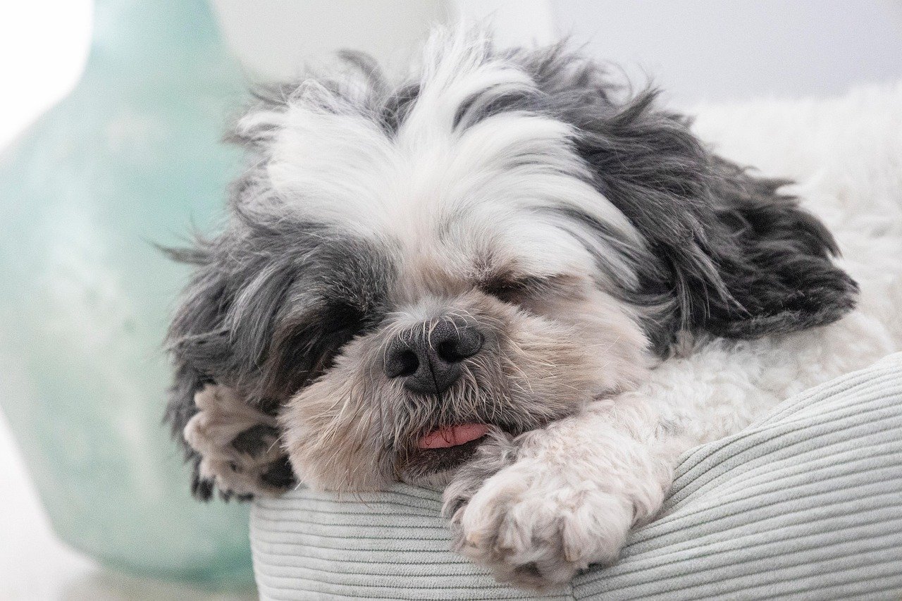 Shih Tzu: The Living Room Lounger (image credits: pixabay)