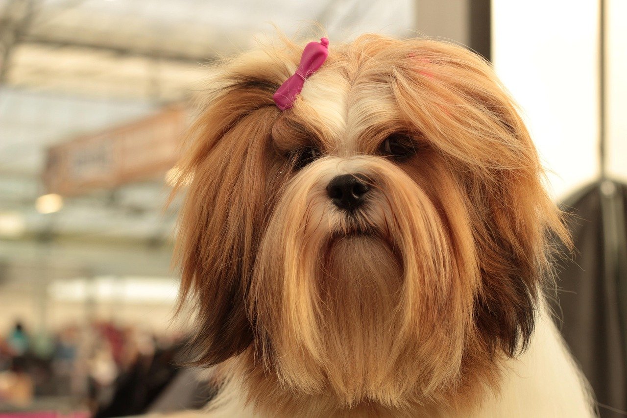 Lhasa Apso: The Tranquil Guardian (image credits: pixabay)