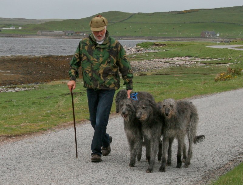 Scottish Deerhound: The Laid-Back Dreamer (image credits: wikimedia)