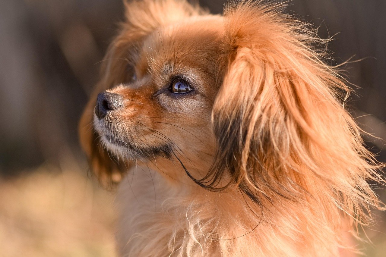 Tibetan Spaniel: The Mindful Observer (image credits: pixabay)