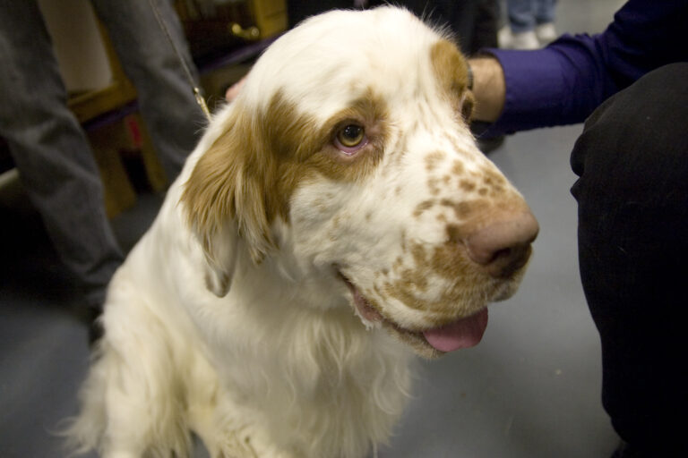 15 Dog Breeds That Mimic Senior Routines
