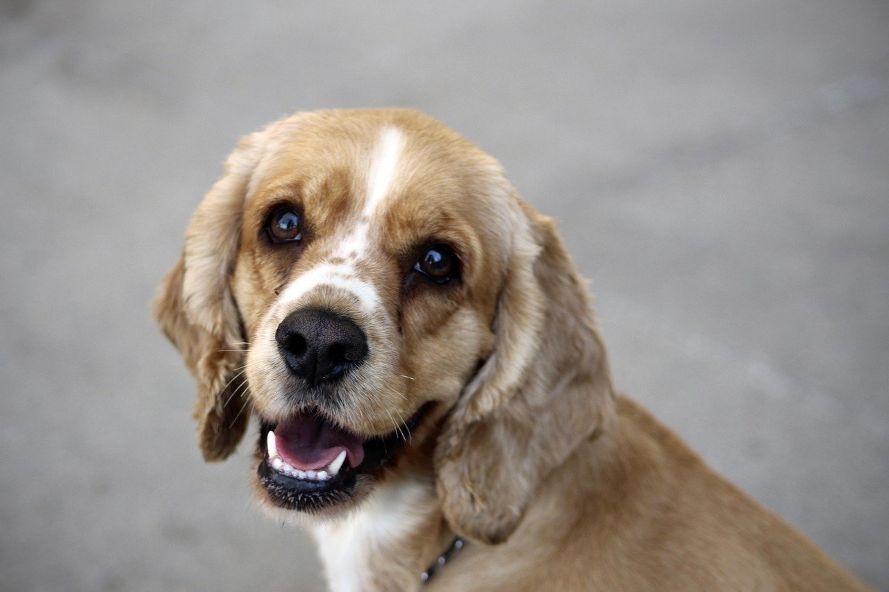 Clumber Spaniel: The Steady Friend (image credits: pixabay)