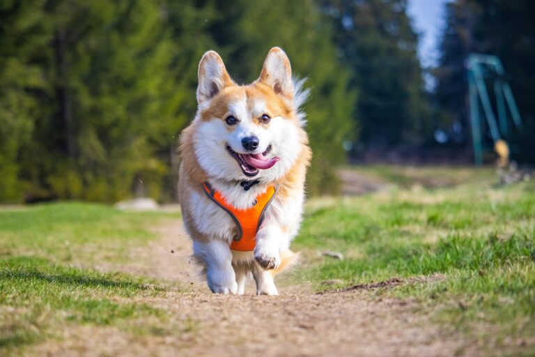 10 Dog Breeds That Make Every Day Brighter
