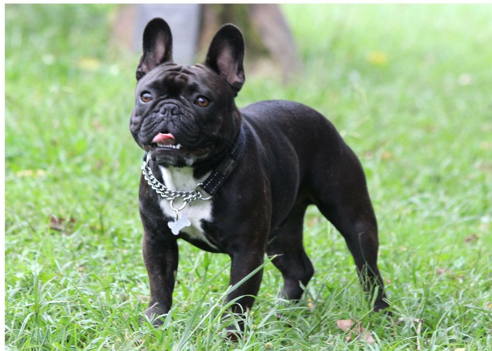 French Bulldog (image credits: wikimedia)