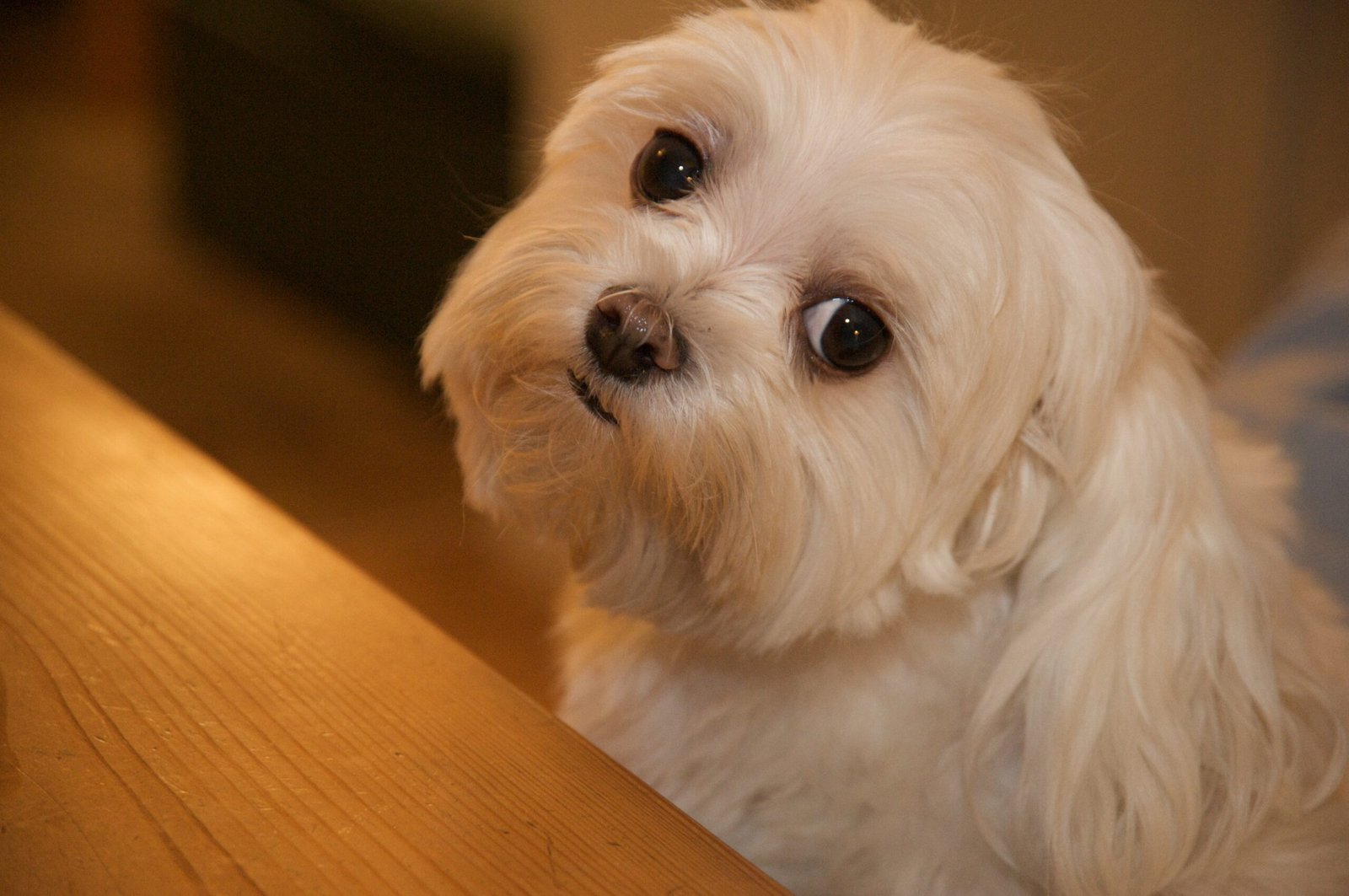 The Side-Eye When You Order Takeout (Again) (image credits: wikimedia)