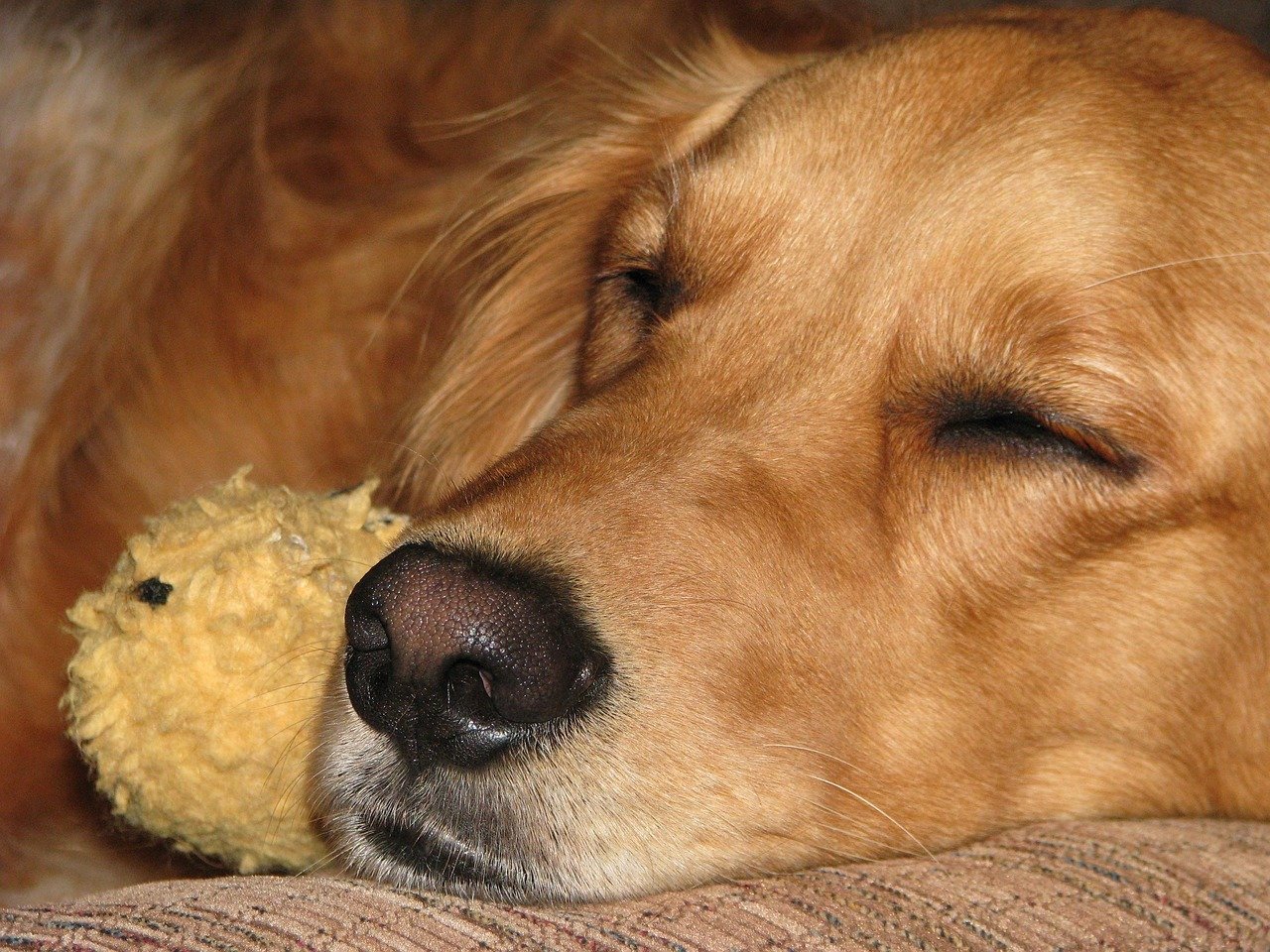 Golden Retriever: The Gentle Dream Companion (image credits: pixabay)