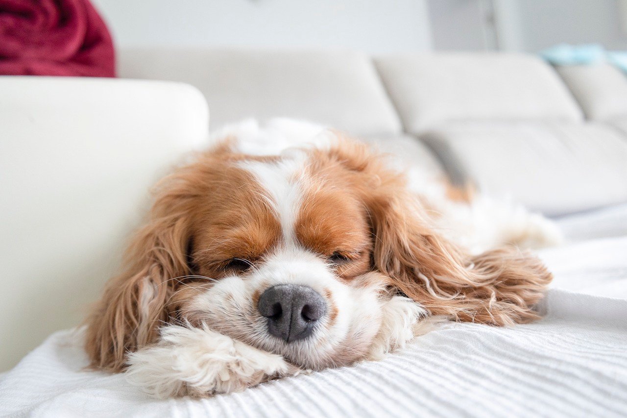 Cavalier King Charles Spaniel: The Cuddly Dreamer (image credits: pixabay)