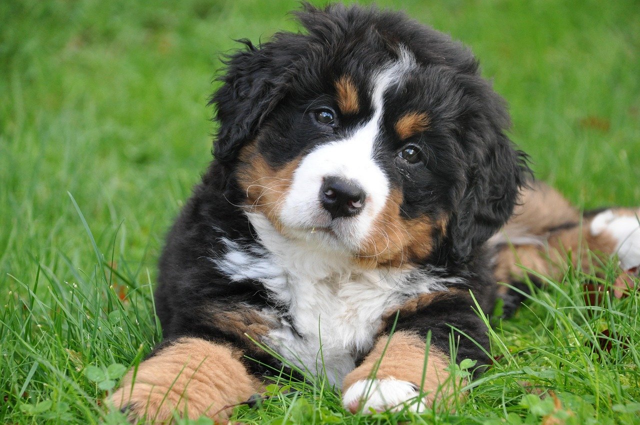 Bernese Mountain Dog (image credits: pixabay)