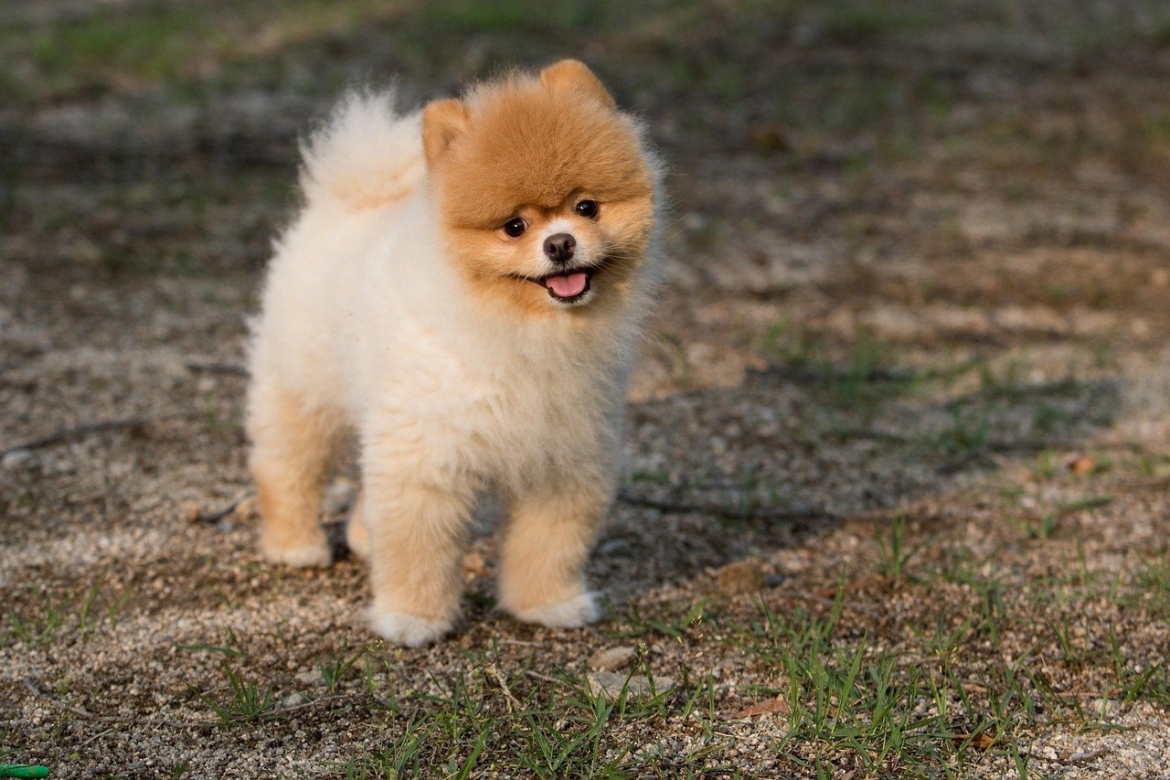 They’re Testing Boundaries (image credits: pixabay)