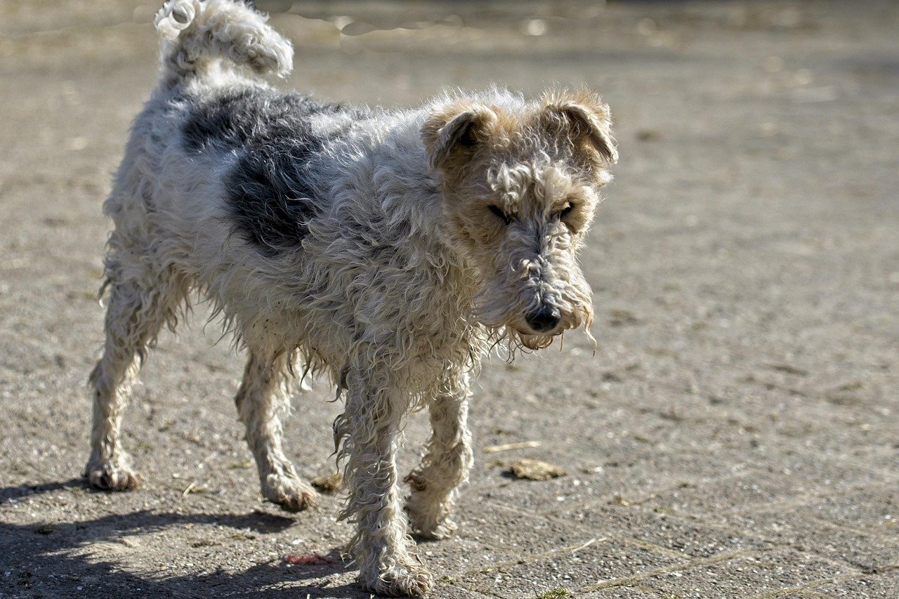 Fox Terrier (image credits: pixabay)