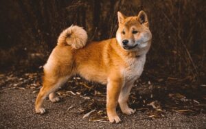 10 Dog Breeds That Should Never Be Kept With Other Pets