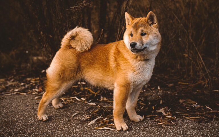 10 Dog Breeds That Should Never Be Kept With Other Pets