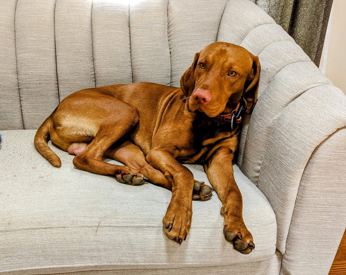 Vizsla: The “Velcro Dog” Who Never Lets Go (image credits: wikimedia)