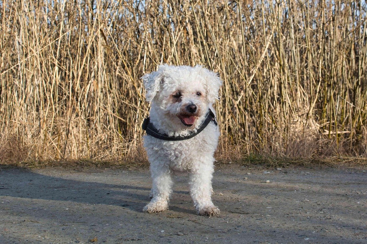 Bichon Frise: Social Butterflies in Fluffy Coats (image credits: pixabay)