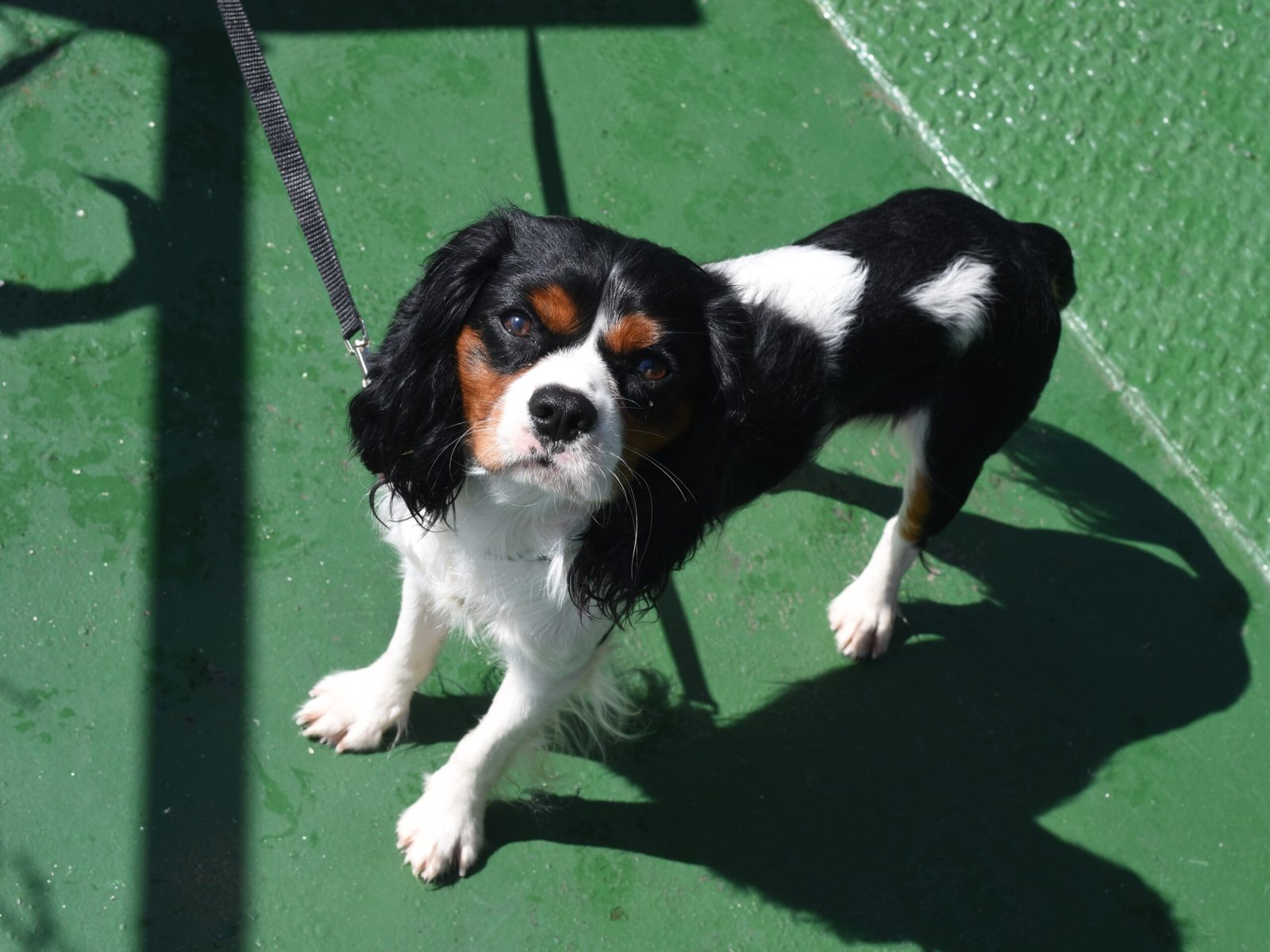 Cavalier King Charles Spaniel (image credits: wikimedia)